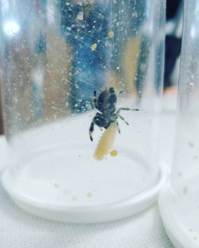 Blue Bottle Flies, Blue Bottle Spikes,Feeders for pet, spiders, reptiles