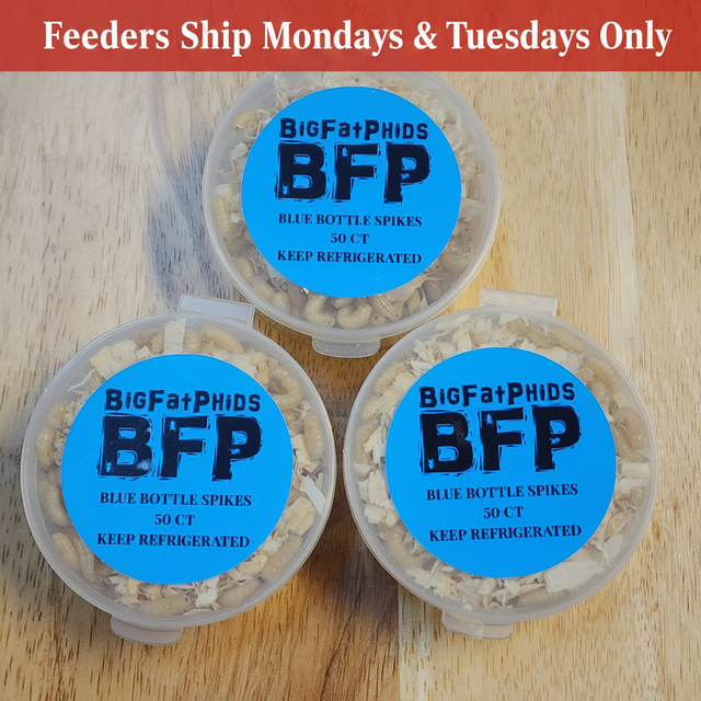 Blue Bottle Spikes 50 Pack - Top Banner