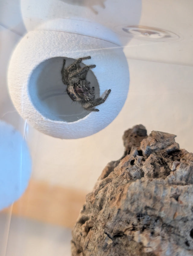 Textured Disco Ball Hide - Magnetic Spider Hide for Jumping Spiders