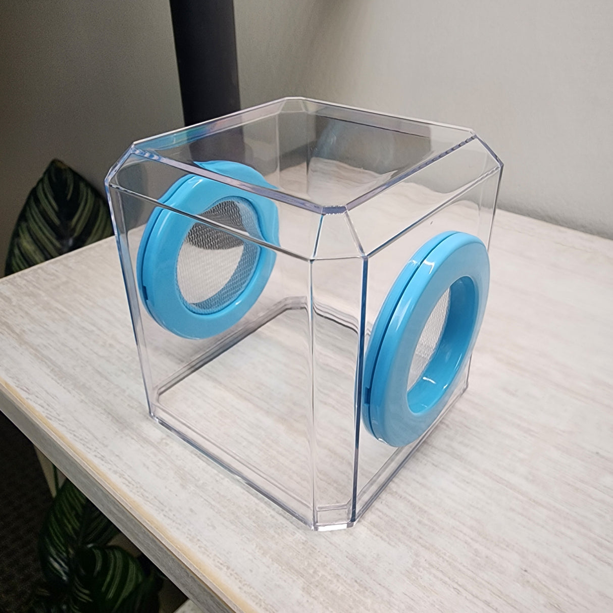 Mini Den Flat Top 3x3x3 Jumping Spider Enclosure (holds fruit flies)