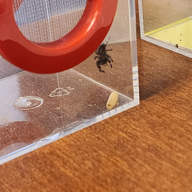 Blue Bottle Spikes 50 Packs