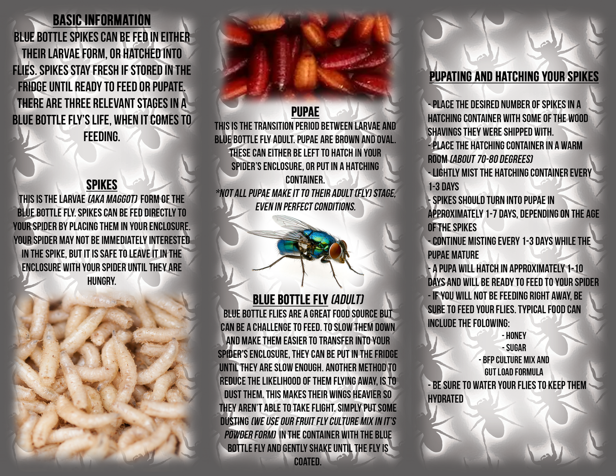 Blue Bottle Spikes 50 Pack Includes 6 Ice Brix