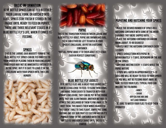 Blue Bottle Spikes 50 Packs