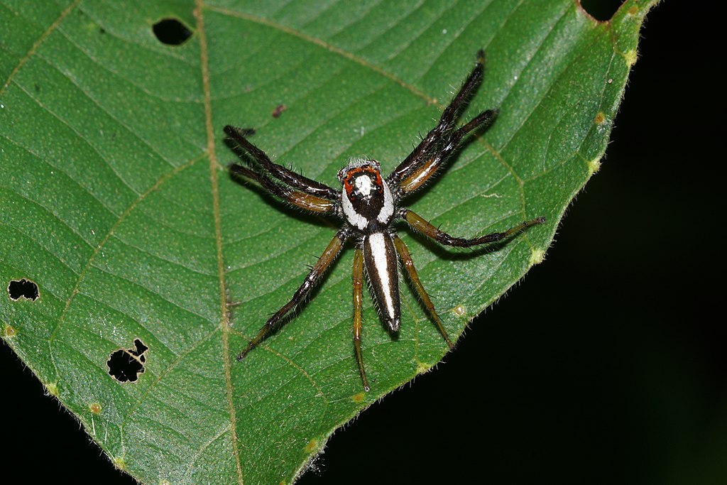 Salticidae Sunday - Telamonia dimidiata