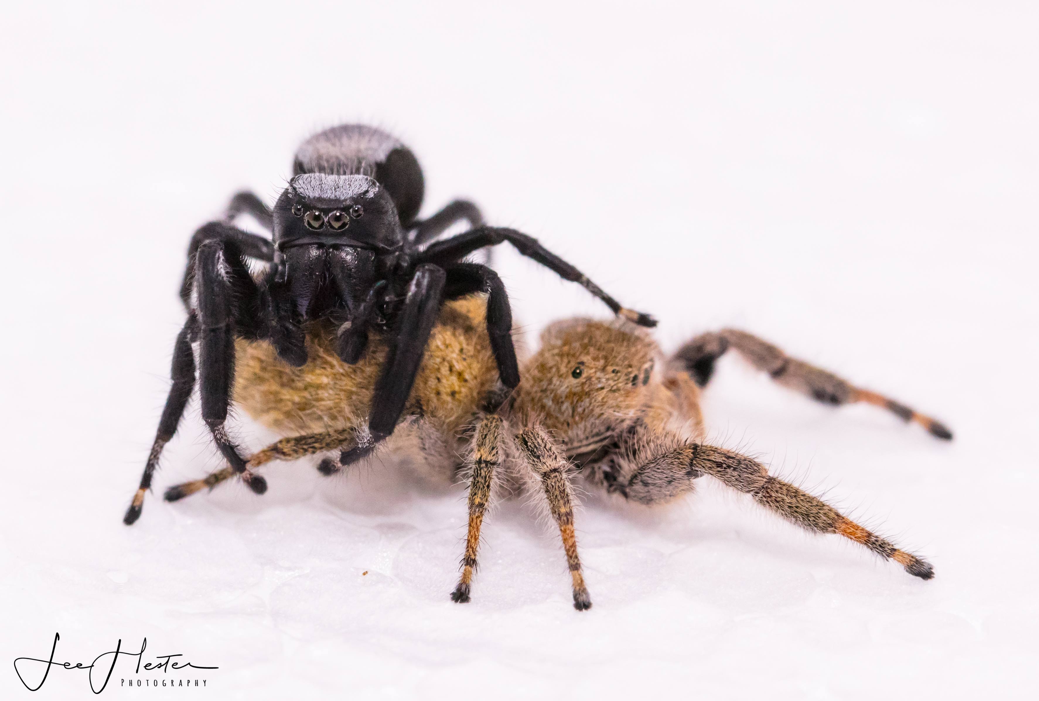 How jumping spiders became the new 'it' pets