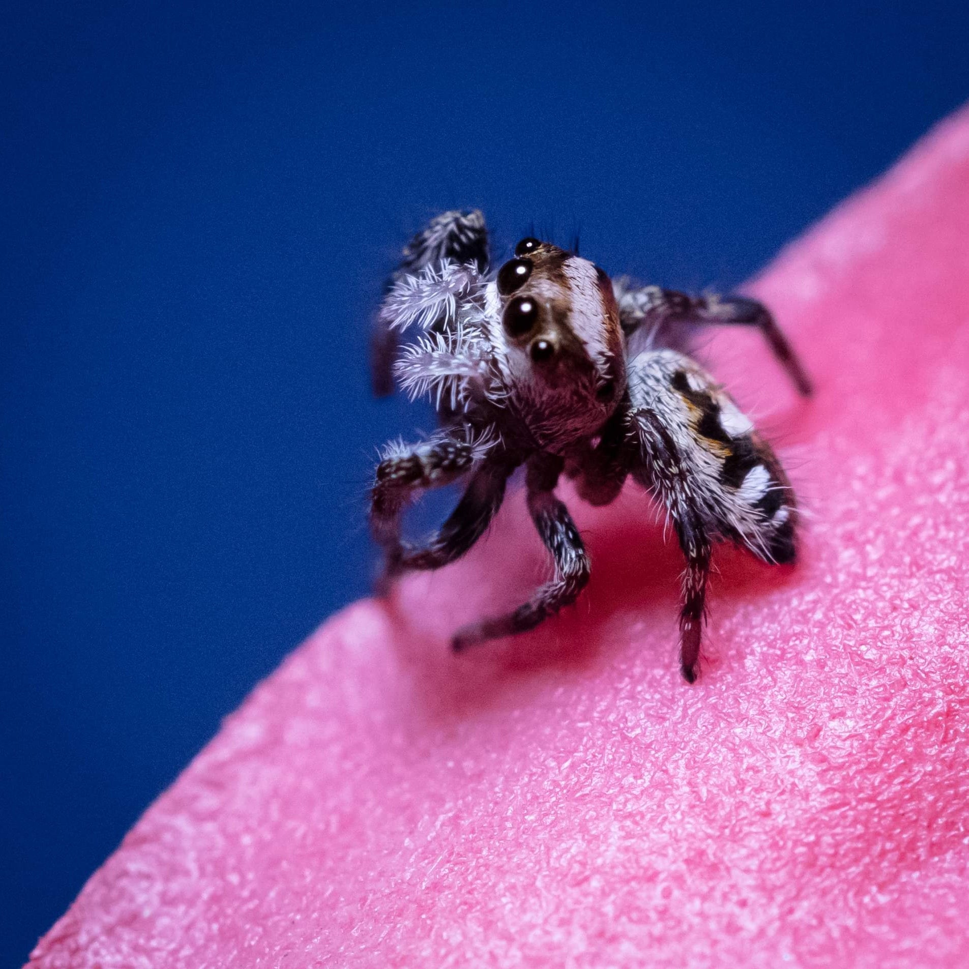 トップス endlessmade spider Keeping up with your Jumper - Your New Arrival – BigFATPhids