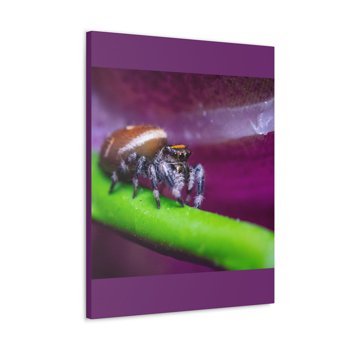 Canvas Gallery Wrap Featuring Regal Jumping Spider Macro