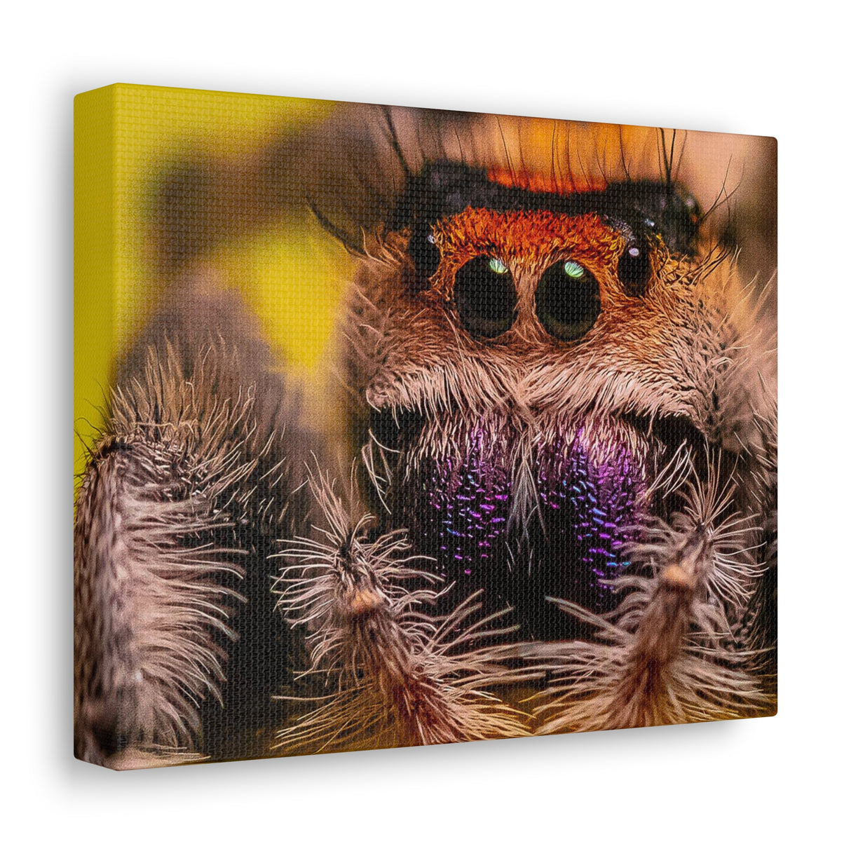 Jumping Spider Art printed on quality canvas wrap.