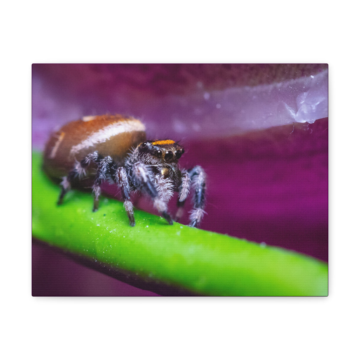 Canvas Gallery Wrap Featuring Regal Jumping Spider Macro