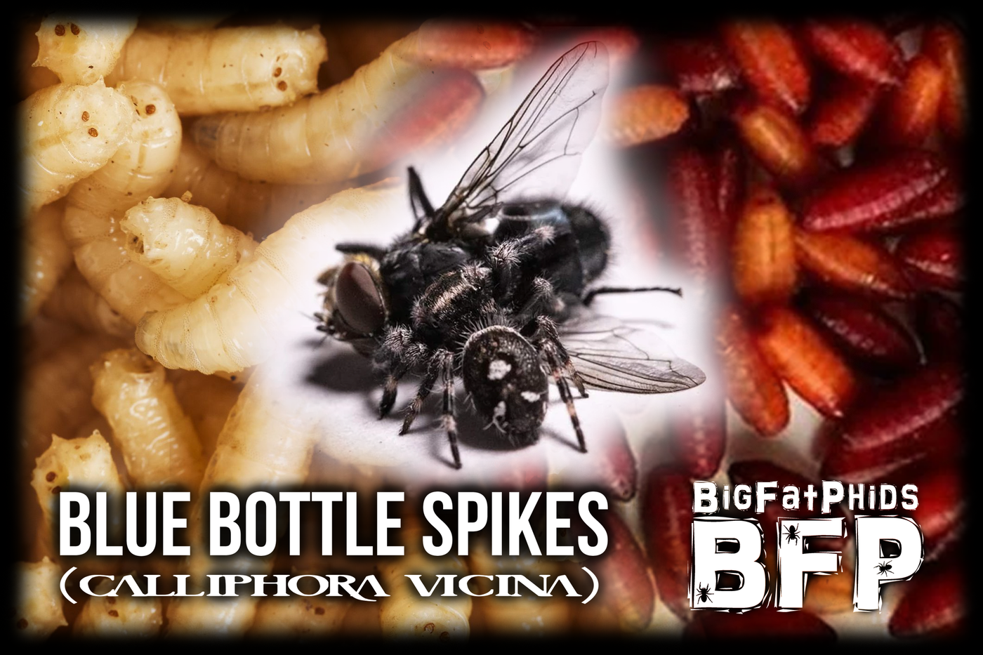 Blue Bottle Flies, Blue Bottle Spikes,Feeders for pet, spiders, reptiles and more