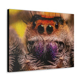 Canvas Gallery Wrap Featuring P. regius Jumping Spider Scene