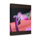Canvas Gallery Wrap Featuring P. regius print produced at BFP