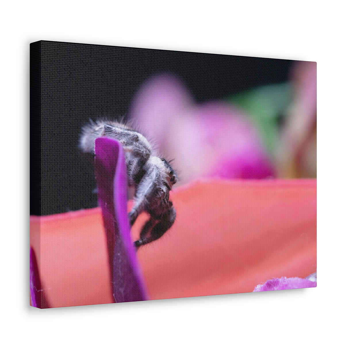 Canvas Gallery Wrap Featuring P. regius print produced at BFP