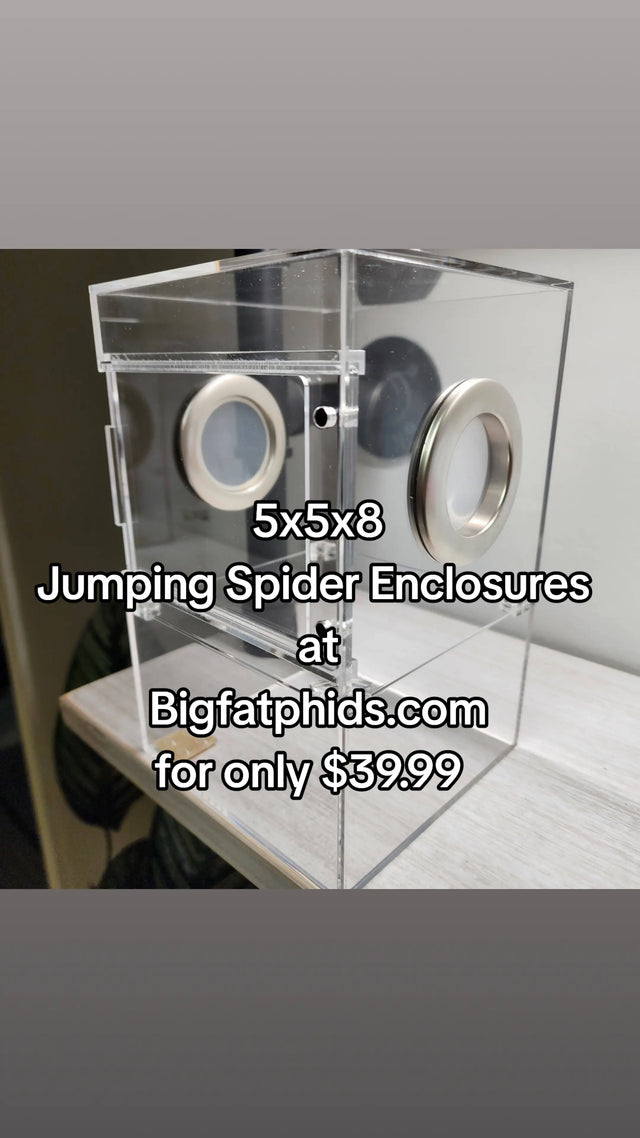 Large Flat Top Magnetic 5x5x8 Front Opening Jumping Spider Enclosure
