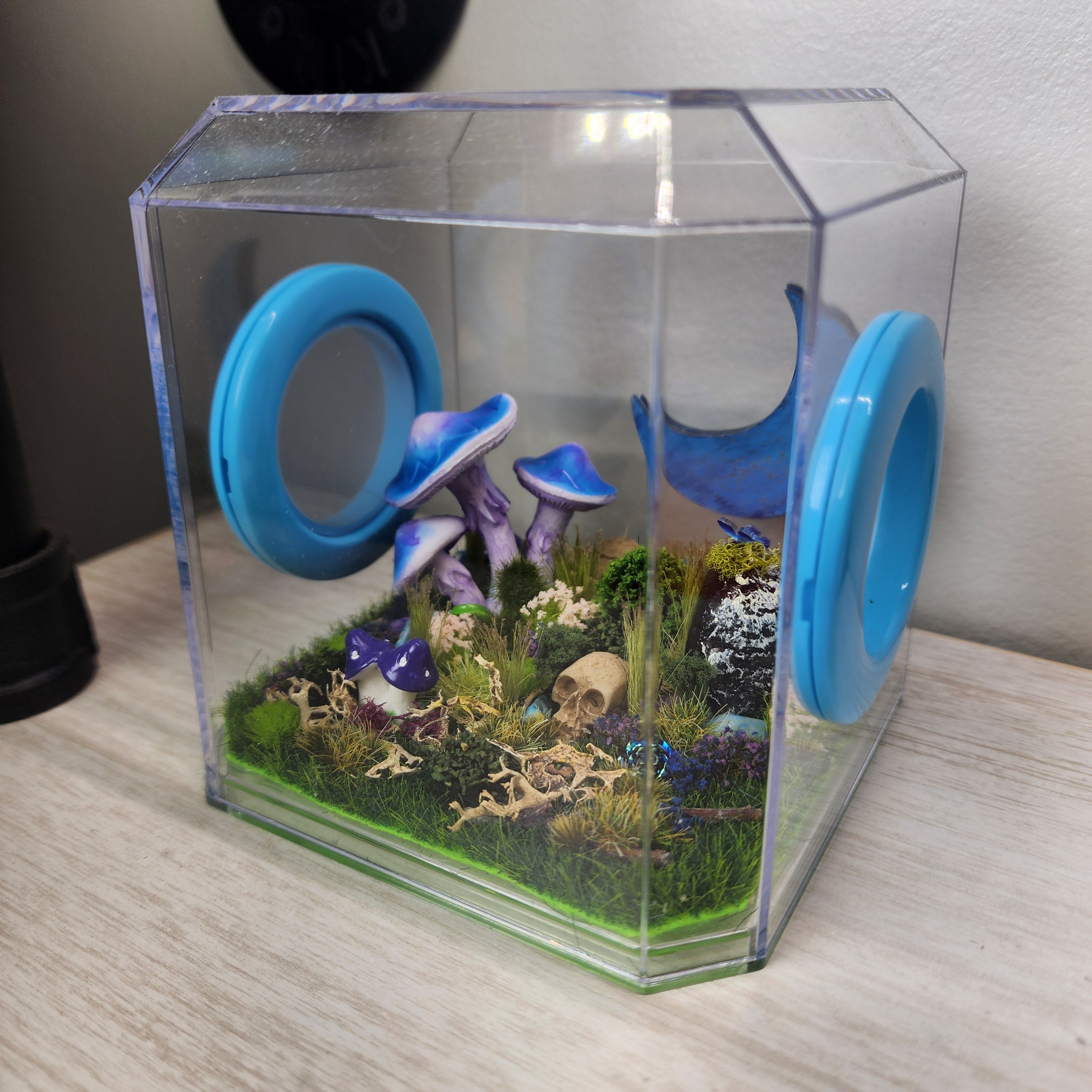 ★(みーくん！)トップグレードレインボーアンデシン 16.5ミリ珠ビーズF Den Flat Top 4x4x4 Jumping Spider Enclosure | BigFATPhids