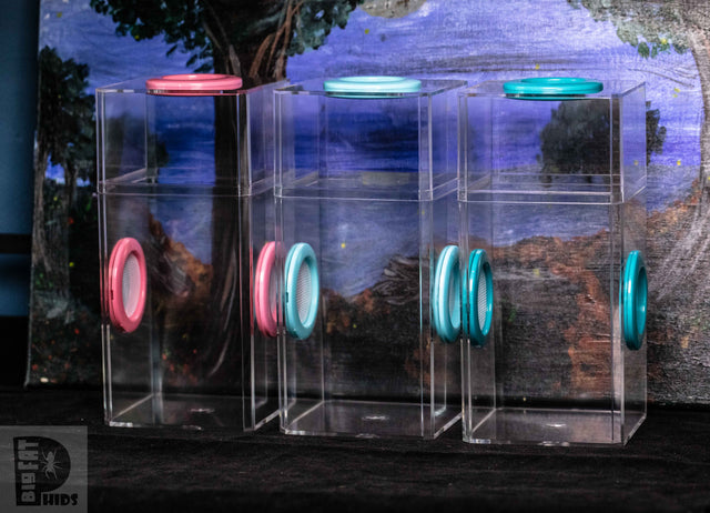 3 featured  Classic Spider Condo Jumping SPider Enclosures. These are leakproof so even melanogaster fruit flies don't leak out. 
